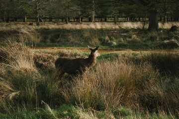 deer in the woods, Richmond park, London