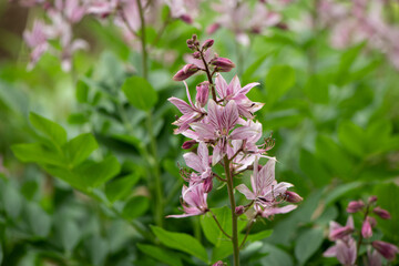 pink flowers in the garden