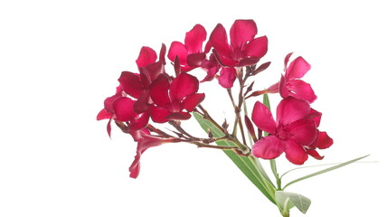 Fototapeta premium Nerium, oleander or rosebay with pink flowers isolated on white background