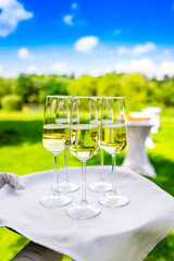 Close-up of a tray with four glasses of white wine, held by a person against a vibrant green garden background, perfect for summer events