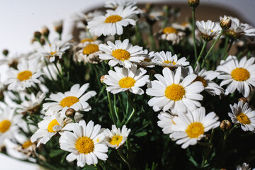 Dense Bouquet of Blooming Daisies