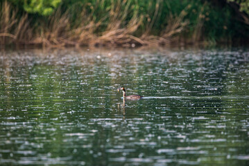 Podiceps cristatus, The great crested grebe - catched fish in Baraba sandpit quarry near Melnik, Czech republic in Spring
