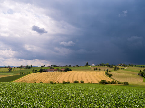 Getreidefeld im Mostviertel mit Bauernhaus im Sommer