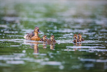 Mom duck with baby ducklings in Baraba sandpit quarry near Melnik, Czech republic in Spring