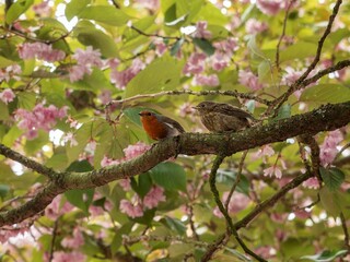Robin with young on a branch