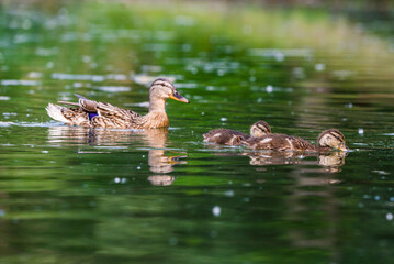 Mom duck with baby ducklings in Baraba sandpit quarry near Melnik, Czech republic in Spring