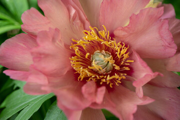 yellow and pink peony cloe-up