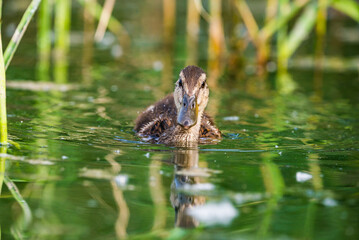 Baby ducklings in Baraba sandpit quarry near Melnik, Czech republic in Spring