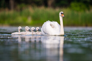 Mother swan with babies swans in Baraba sandpit quarry near Melnik, Czech republic in Spring © marketanovakova