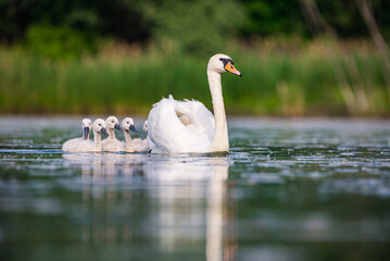 Mother swan with babies swans in Baraba sandpit quarry near Melnik, Czech republic in Spring © marketanovakova