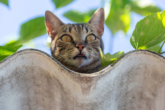 Close up em um gato tigrado sobre o telhado com folhas e c&eacute;u azul ao fundo.