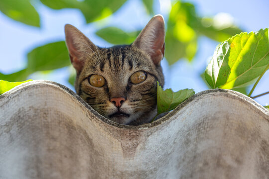 Close up em um gato tigrado descansando sobre o telhado.