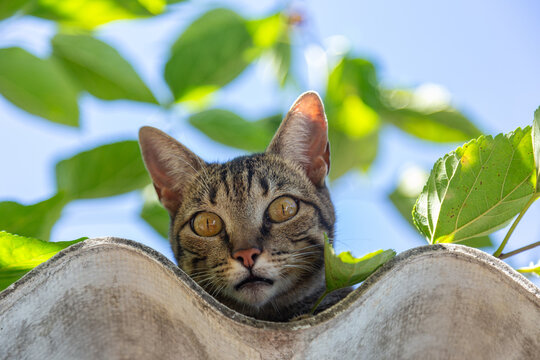Close up em um gato tigrado sobre o telhado.