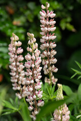 pink lupine in garden