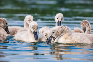 Cute baby swans in Baraba sandpit quarry near Melnik, Czech republic in Spring