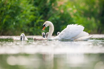Mother swan with babies swans in Baraba sandpit quarry near Melnik, Czech republic in Spring © marketanovakova