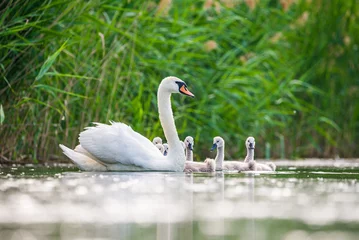 Selbstklebende Fototapeten Mother swan with babies swans in Baraba sandpit quarry near Melnik, Czech republic in Spring © marketanovakova