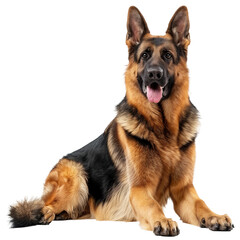german shepherd dog isolated, PNG