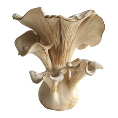 Fototapeta premium mushroom isolated on white, PNG