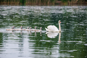 Mother swan with babies swans in Baraba sandpit quarry near Melnik, Czech republic in Spring © marketanovakova