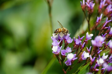 bee on a flower