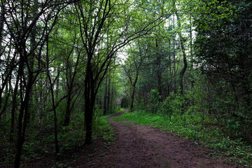 Winding trail in the woods