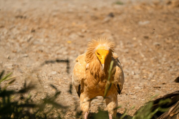 Close-up of an Egyptian Vulture (Neophron percnopterus, Alimoche Común) looking for food