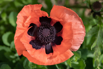 red poppy center