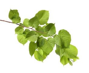Branch of linden tree with young fresh green leaves isolated on white. Spring season