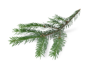 Green pine tree branch isolated on white