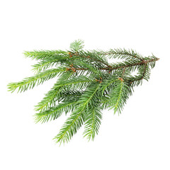 Green pine tree branch isolated on white