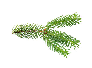 Green pine tree branch isolated on white