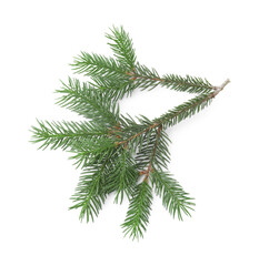Pine tree branch isolated on white, top view
