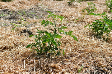 Tomato Pant with Mulch Bedding