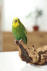 Pet parrot. Beautiful budgerigar sitting on snag on table indoors