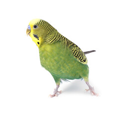 Beautiful bright parrot on white background. Exotic pet