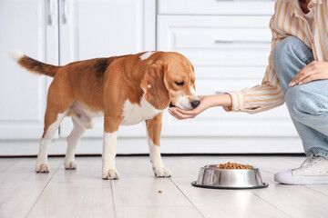 Woman feeding Adorable Beagle dog near bowl with dry food in kitchen