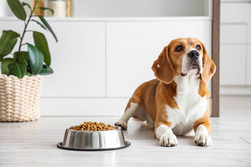 Cute Beagle dog lying near bowl with dry food at home