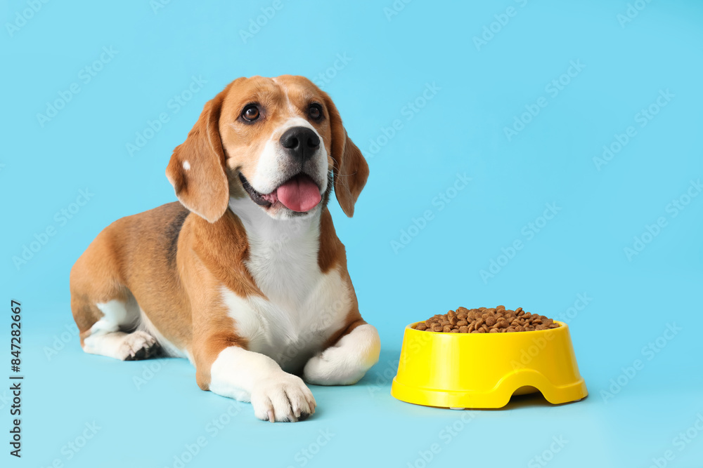 Wall mural Adorable Beagle dog lying with bowl of dry food on blue background