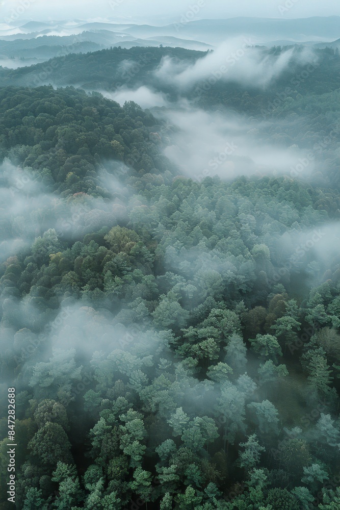 Wall mural  Fog in  Forest Aerial view Generative AI - Wall murals
