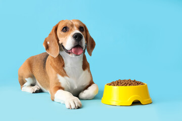 Adorable Beagle dog lying with bowl of dry food on blue background