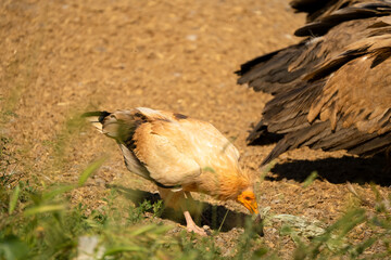 Close-up of an Egyptian Vulture (Neophron percnopterus, Alimoche Común) feeding amongst a committee of Griffon vultures