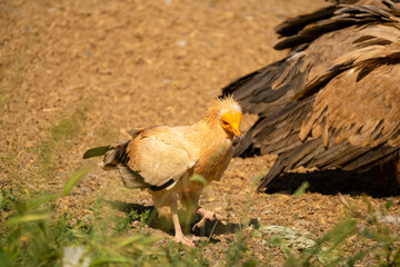 Close-up of an Egyptian Vulture (Neophron percnopterus, Alimoche Común) feeding amongst a committee of Griffon vultures