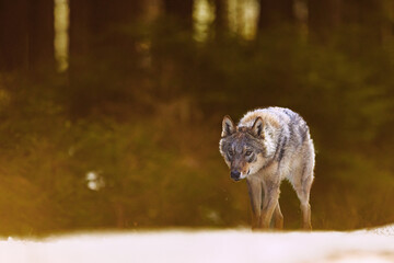 Eurasian wolf (Canis lupus lupus) in strong backlight on snow © michal