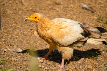 Close-up of an Egyptian Vulture (Neophron percnopterus, Alimoche Común) feeding amongst a committee of Griffon vultures
