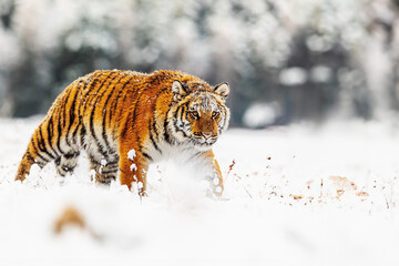 Siberian tiger (Panthera tigris tigris) in a snowy wasteland