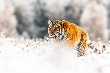 Siberian tiger (Panthera tigris tigris) walking through the snowy tundra