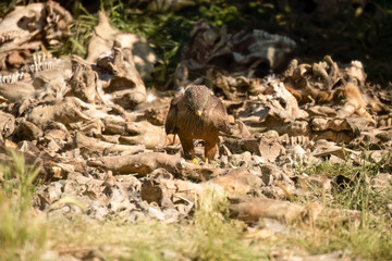 Close-up of a black kite (Milvus migrans) searching for meat amongst bones and offal from a vulture feeding session