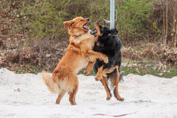 black and gold Hovie dog hovawart two playing in the white sand