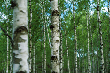 Immerse yourself in the beauty of a Birch Forest during the vibrant season of Springtime